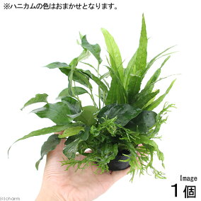 楽天市場 水草 人気ランキング1位 売れ筋商品 楽天市場 水草 人気ランキング1位 売れ筋商品